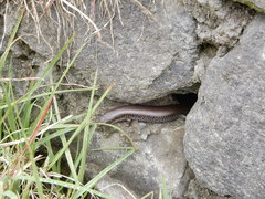 Caribicus darlingtoni