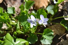 Viola × malteana