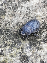 Trox perlatus