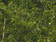 Pithecellobium dulce