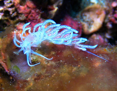 Phyllodesmium iriomotense