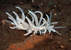 Phyllodesmium iriomotense