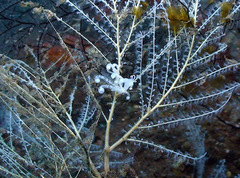 Phyllodesmium iriomotense