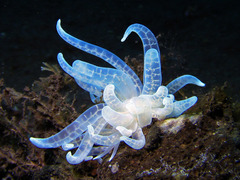 Phyllodesmium iriomotense