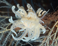 Phyllodesmium iriomotense