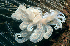 Phyllodesmium iriomotense