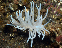 Phyllodesmium iriomotense