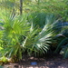 Mexican Palmetto - Photo Daderot, no known copyright restrictions (public domain)