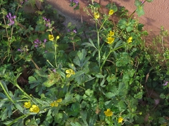 Ranunculus hispidus hispidus