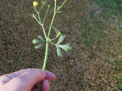 Ranunculus hispidus hispidus