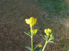Ranunculus hispidus hispidus