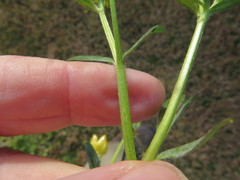 Ranunculus hispidus hispidus
