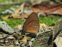 Euploea eunice