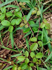 Causonis trifolia