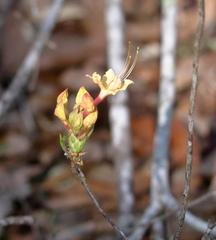 Rhododendron austrinum