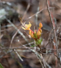 Rhododendron austrinum