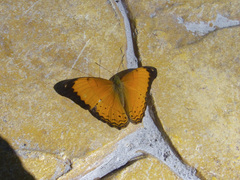 Cirrochroa emalea