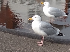Larus argentatus