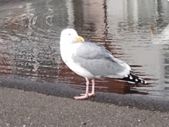 Larus argentatus