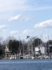 Pelecanus occidentalis