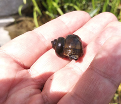 Viviparus contectus