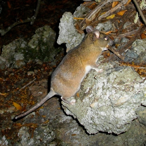 Dusky-footed Woodrat