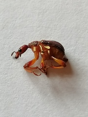 Strigapoderopsis submarginatus