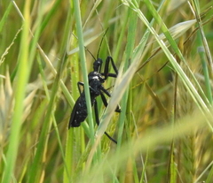 Apiomerus longispinis