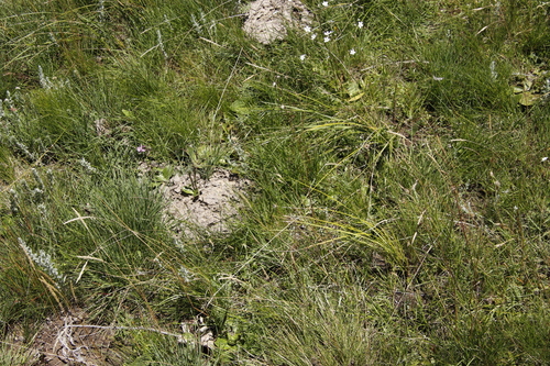 Image of Heliophila rigidiuscula by (c) Tony Rebelo, some rights reserved (CC BY-SA)
