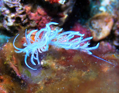 Phyllodesmium iriomotense