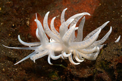 Phyllodesmium iriomotense