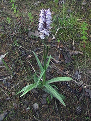 Dactylorhiza fuchsii