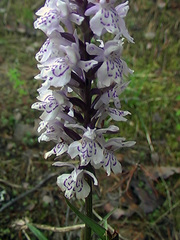 Dactylorhiza fuchsii