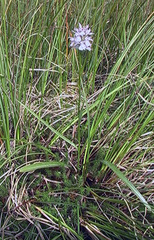 Dactylorhiza maculata