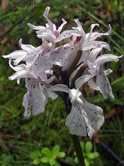 Dactylorhiza maculata