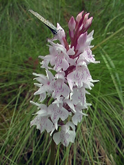 Dactylorhiza