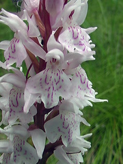 Dactylorhiza