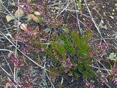 Calluna vulgaris