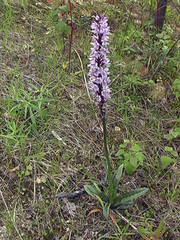 Dactylorhiza