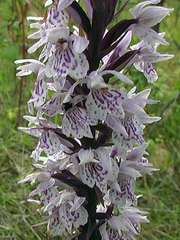 Dactylorhiza