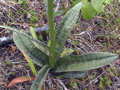 Dactylorhiza