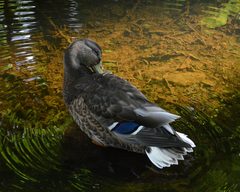 Anas platyrhynchos