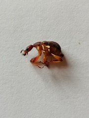 Strigapoderopsis submarginatus