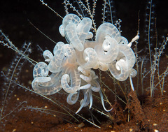 Phyllodesmium iriomotense