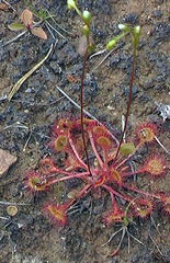Drosera rotundifolia