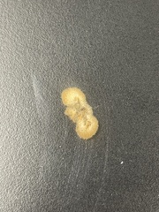 Druon quercusflocci