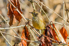 Setophaga palmarum hypochrysea