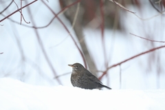Turdus merula