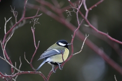 Parus major