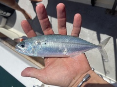 Indian Mackerel photo 4